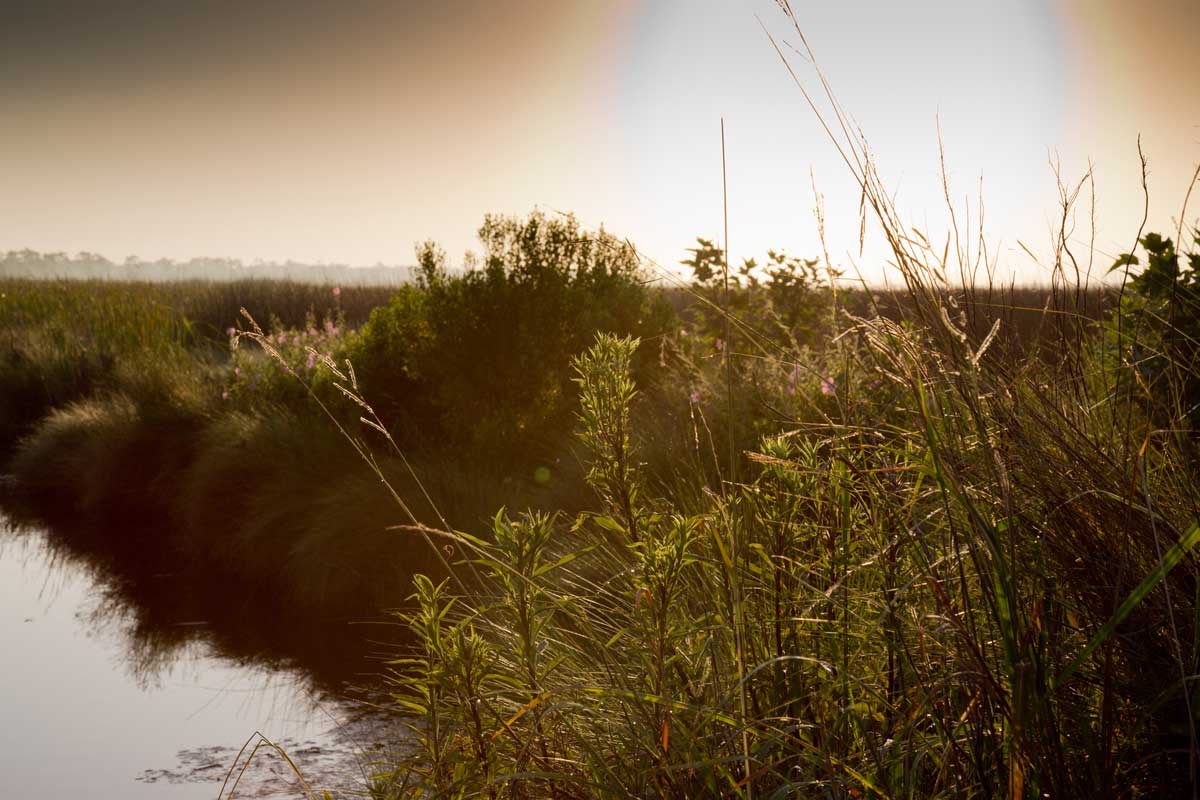 photo of Indiana wetlands provided by the Indiana Department of Natural Resources