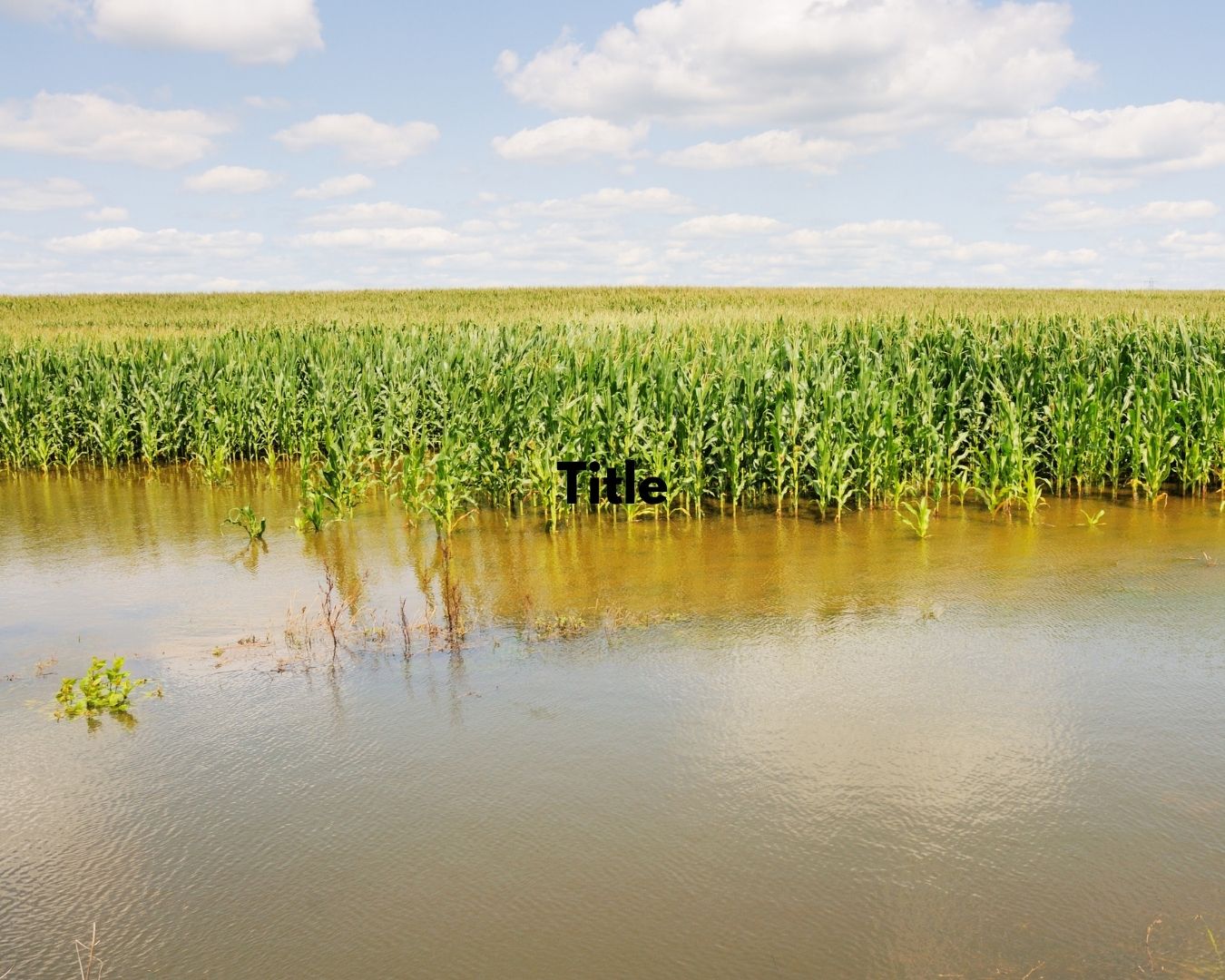 photo of flooded corn field symbolizing the effects of flooding on our economy and state and the need for accurate weather prediction
